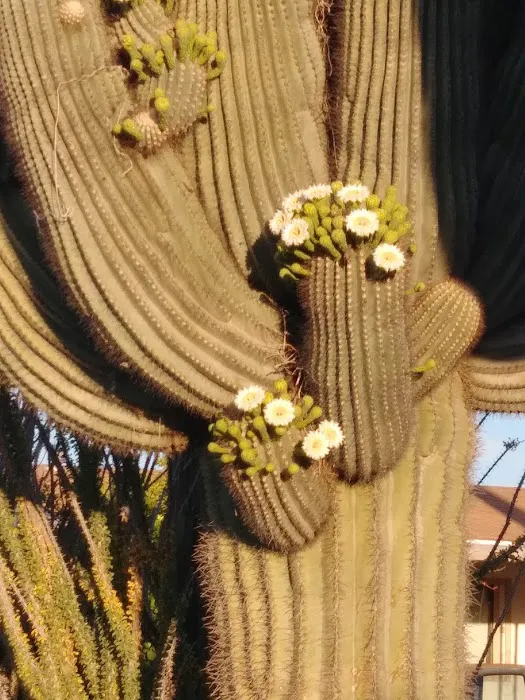 Safari Mobile Home RV Park Picture 2