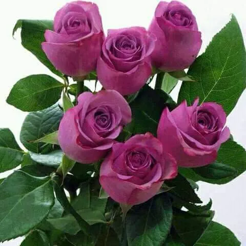 La Posada MHC Picture 4