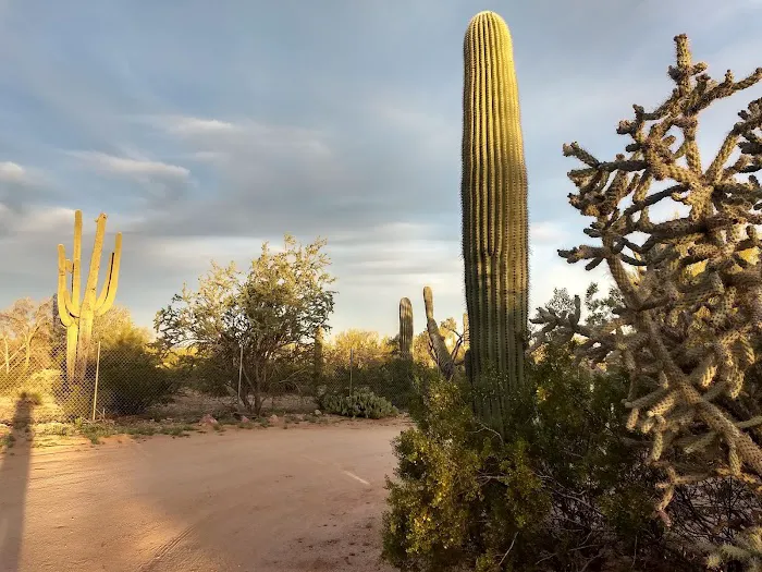 Tucson Snowbird Nest Picture 2