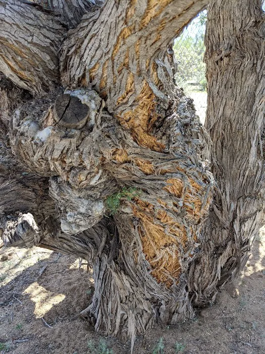 Tucson Snowbird Nest Picture 10