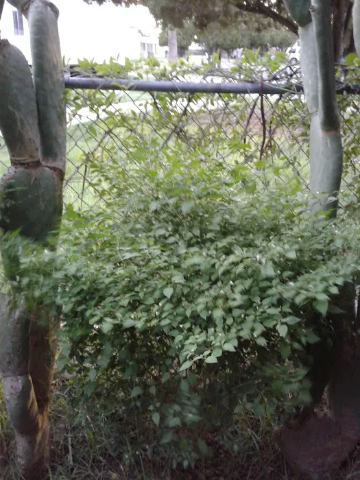 Palm Vista Picture 2