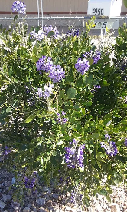 Silver Cholla Mobile Home & RV Park Picture 10