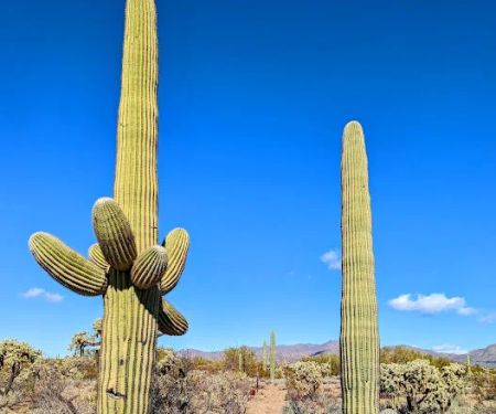 Justin's Diamond J RV Park