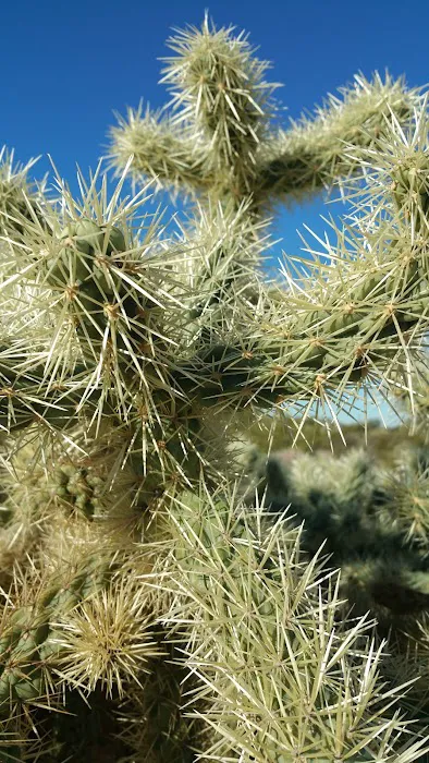 Justin's Diamond J RV Park Picture 6