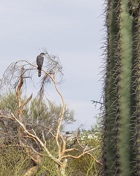 Justin's Diamond J RV Park Picture 10