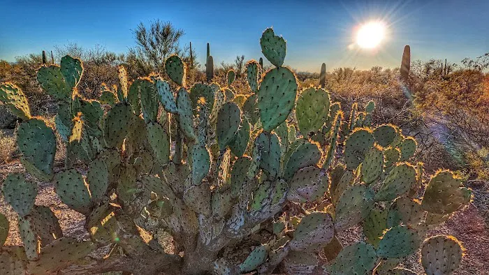 Desert Trails RV Park Picture 6