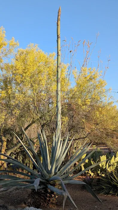 Desert Trails RV Park Picture 7