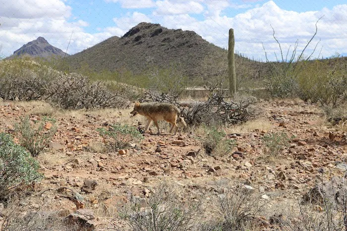 Desert Trails RV Park Picture 10