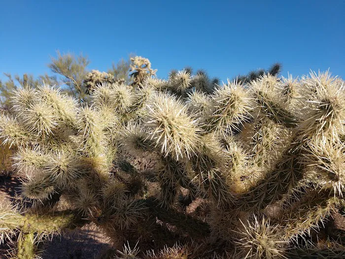 Desert Trails RV Park Picture 8