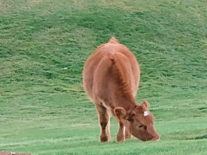 Bar J RV Park Picture 2