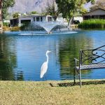 Swan Lake Estates