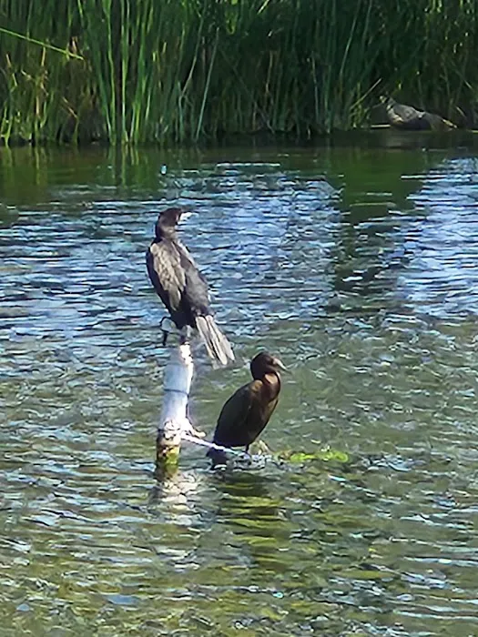 Swan Lake Estates Picture 6