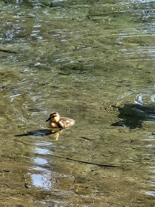 Swan Lake Estates Picture 7