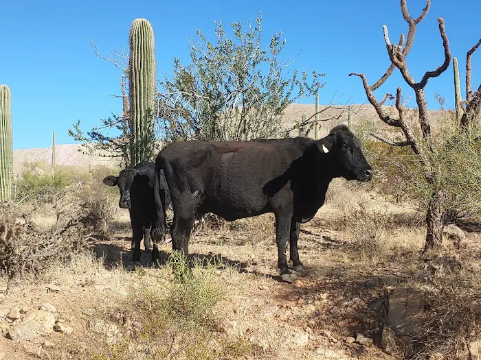 Pueblo Springs MHP Picture 3