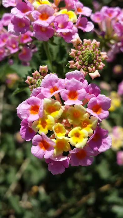 Noblesse Oblige Estates Picture 8