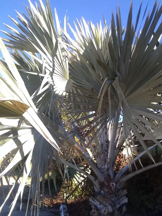 Comanche Wells Mobile Home Park Picture 1