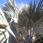 Comanche Wells Mobile Home Park