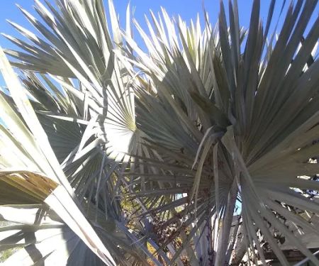 Comanche Wells Mobile Home Park