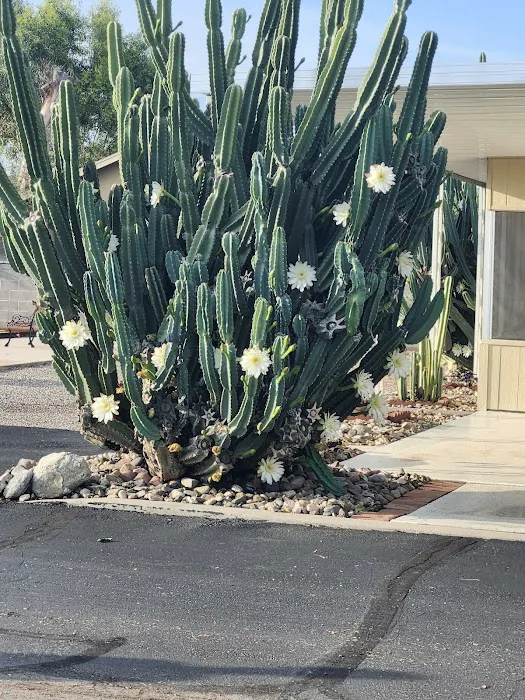 Comanche Wells Mobile Home Park Picture 3