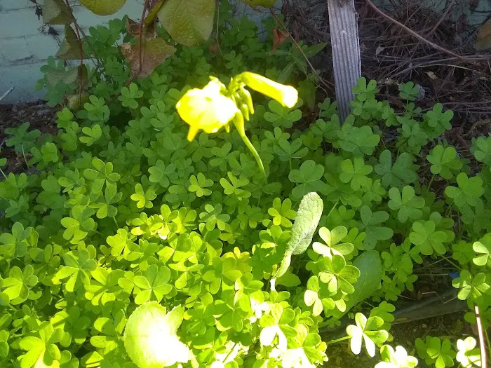 Comanche Wells Mobile Home Park Picture 7