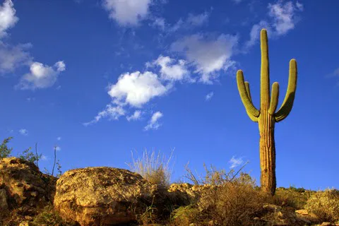 Sentinel Peak RV Park Picture 5