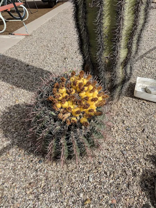 Tra-Tel Tucson RV Park Picture 8