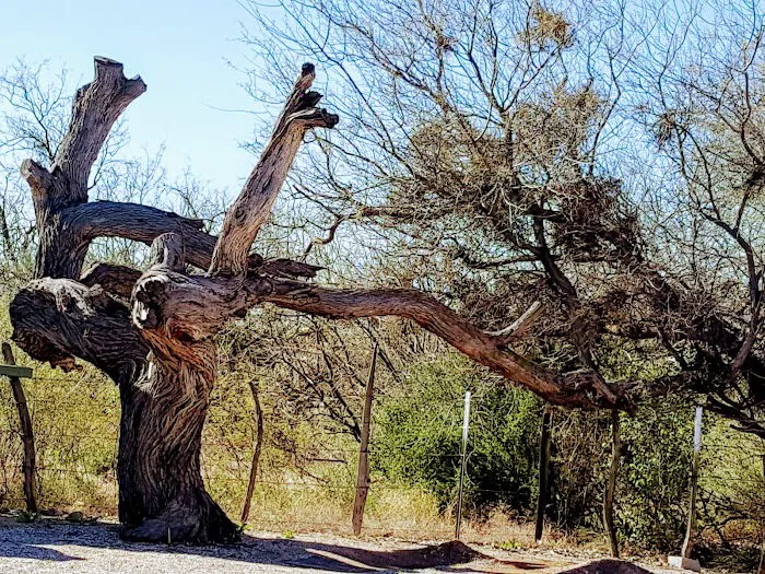 Oracle Junction Mobile Home Picture 6