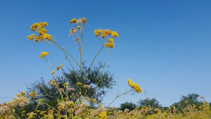 Oracle Junction Mobile Home Picture 7