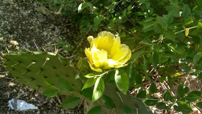 ApacheLand Trailer Park Picture 9