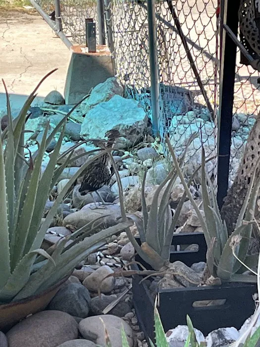 Dessert Classic Mobile Home Pk Picture 8