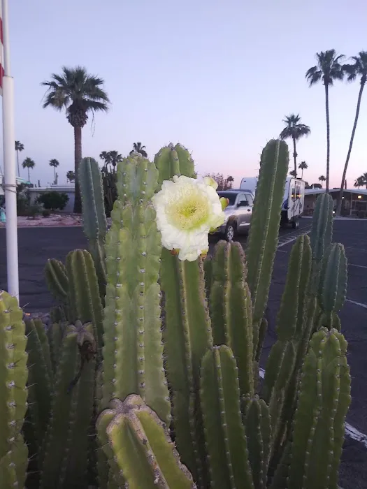 Friendly Village Picture 5