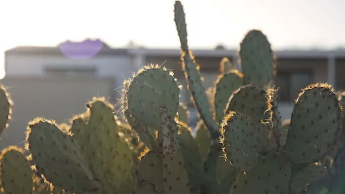 Palo Verde Estates & RV Park Picture 7