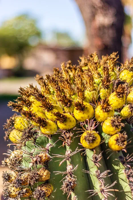 Catalina Heights Mobile Home Park Picture 4