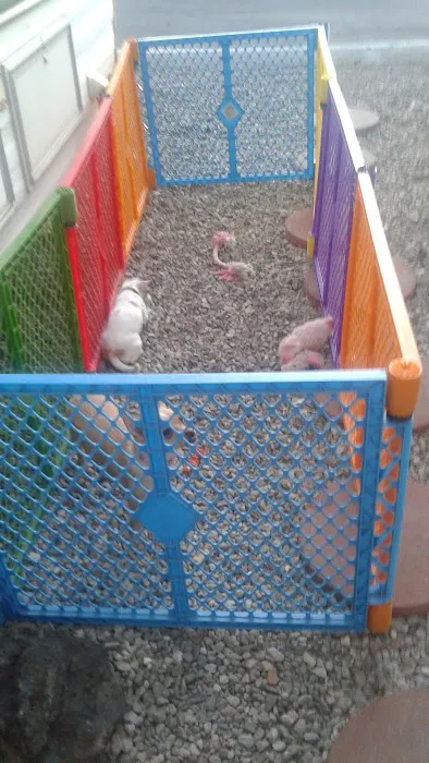 Pima Swan RV Park Picture 8