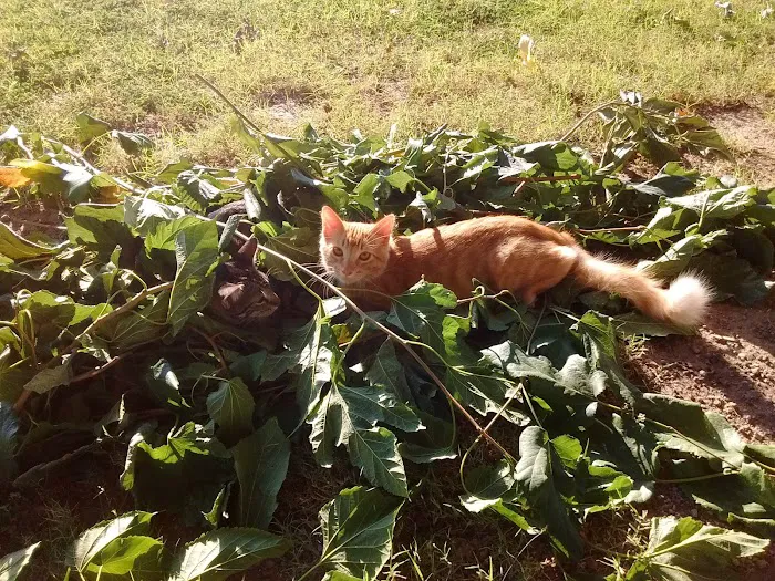 Copper Corridor RV Park Picture 2