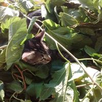 Copper Corridor RV Park ico