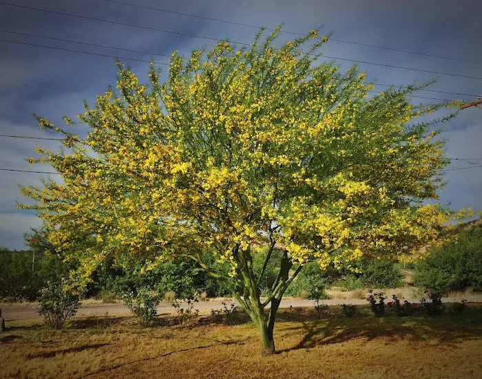 Palo Verde RV Park, LLC Picture 3