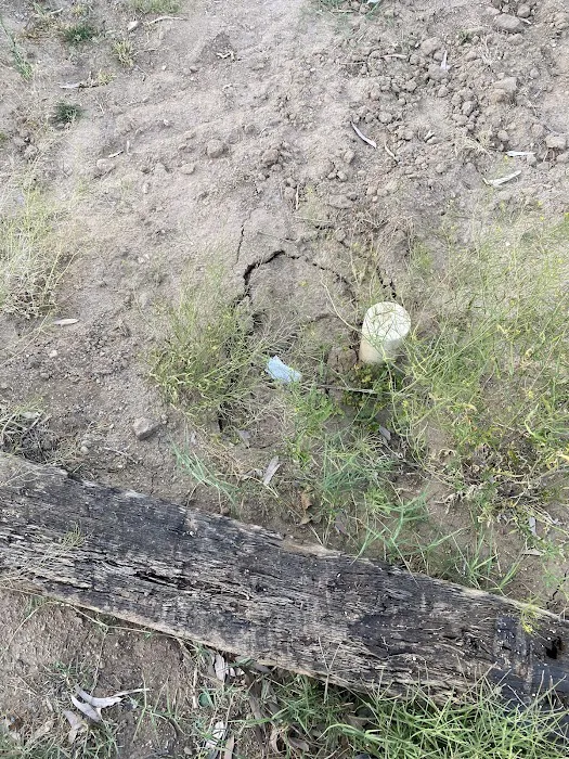 Los Arboles Mobile Home Park Picture 2