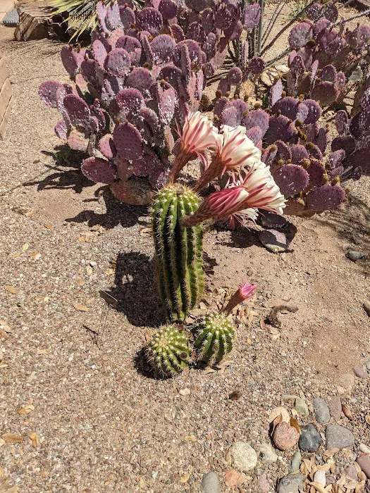 De Anza RV Resort Picture 6