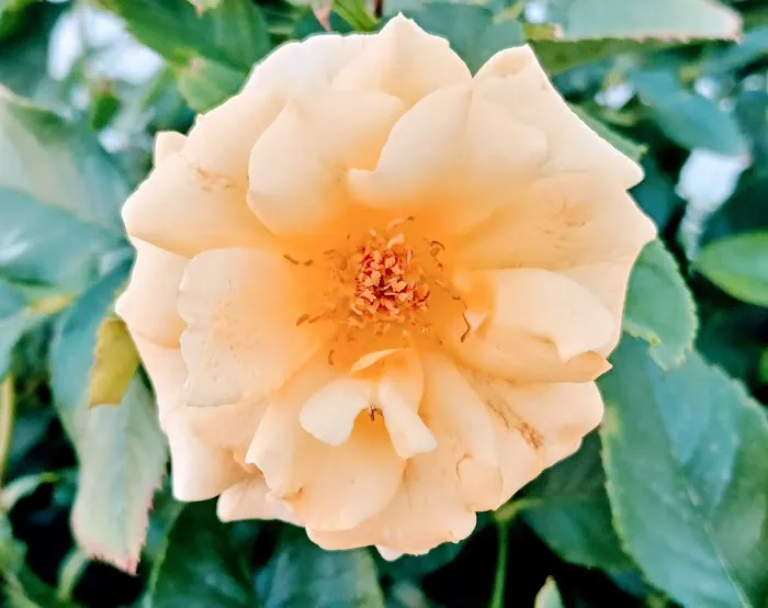 Pantano Vista Picture 7