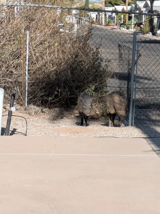 Rincon Country East RV Resort Picture 8