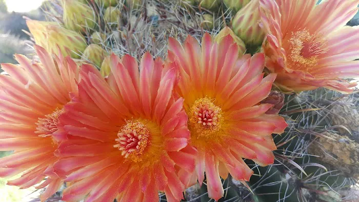 Rincon Country East RV Resort Picture 9