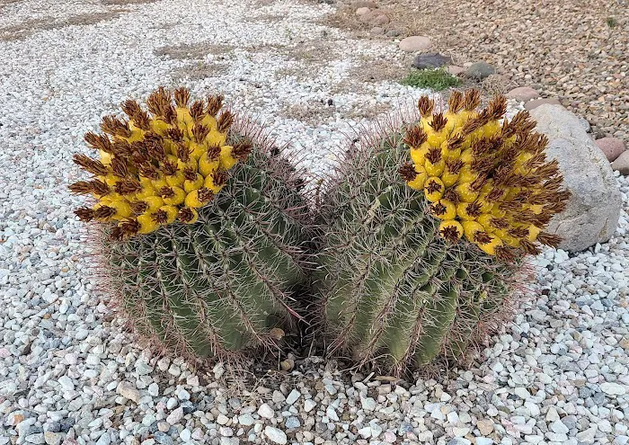 Boneyard Vista RV Park Picture 7