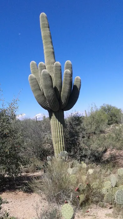 Tucson Meadows Mobile Home Park Picture 9
