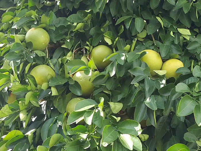 Tucson Meadows Mobile Home Park Picture 7