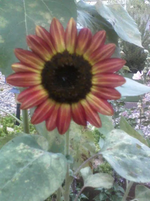 August Hills Picture 4