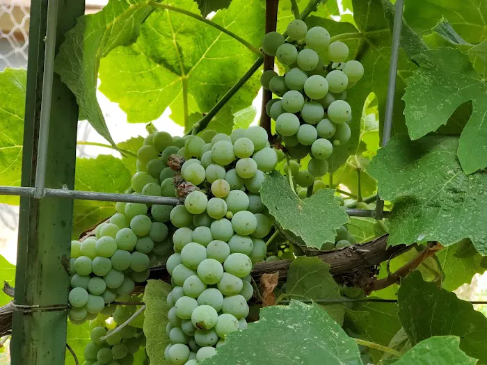 HAV PROPERTIES/Palmer's MHP Picture 10