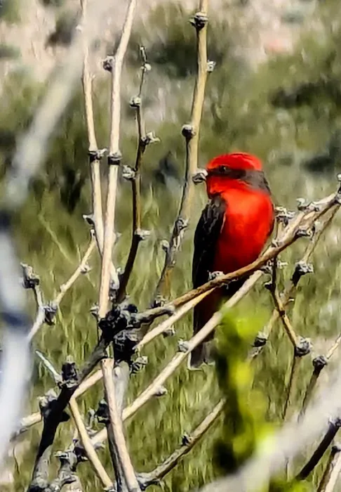 Roosevelt Resort RV Park Picture 3