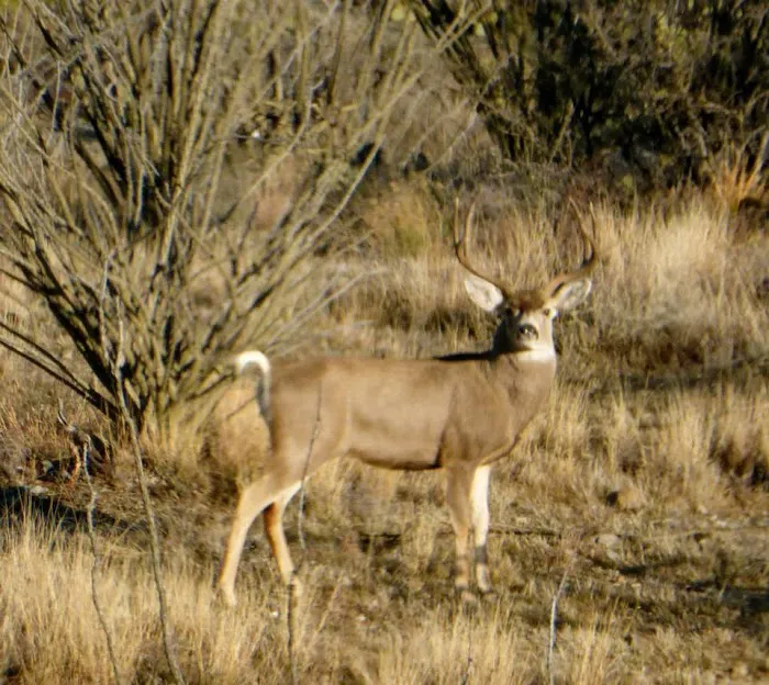 Caballo Loco Ranch LLC Picture 4