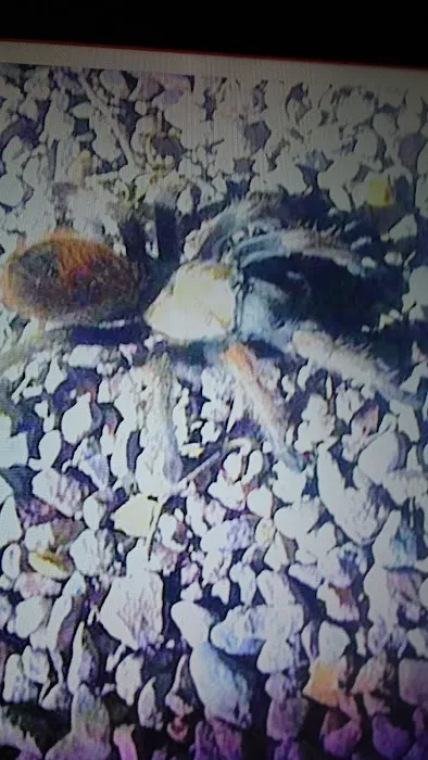 Sleepy Hollow RV Park Picture 10